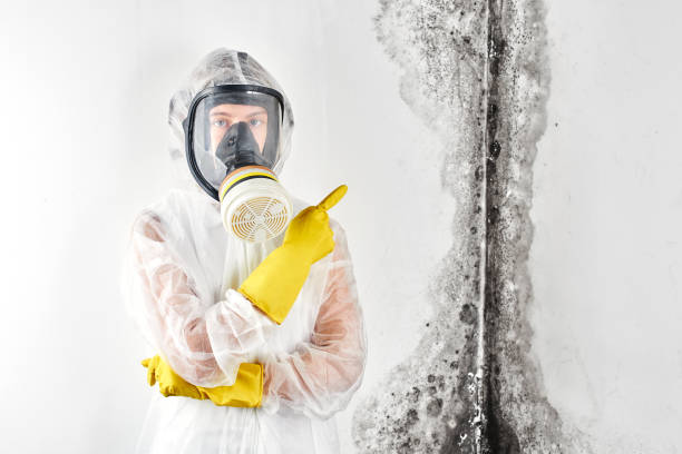 Trusted Richland Hills, TX Mold Removal Services Experts